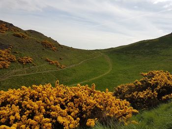 Scenic view of landscape against sky