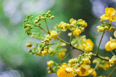 Close-up of yellow flowers