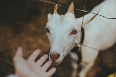 Close-up of hand touching sheep