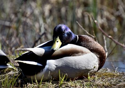 Close-up of mallard duck