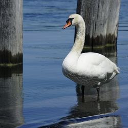 Swan swimming in lake