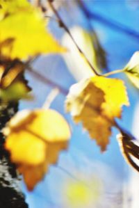 Close-up of leaves against blurred background