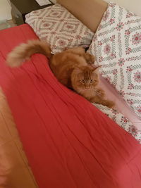 High angle view of cat sitting on bed at home