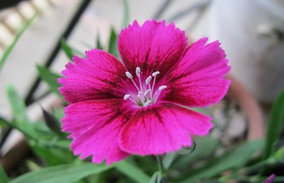 Close-up of pink flower blooming outdoors