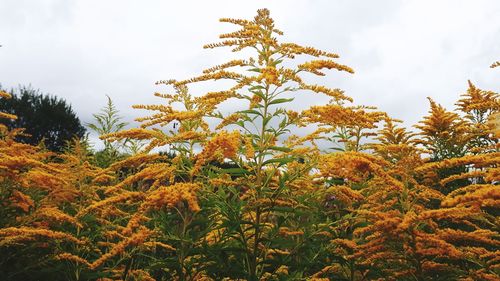 Low angle view of autumn trees against sky