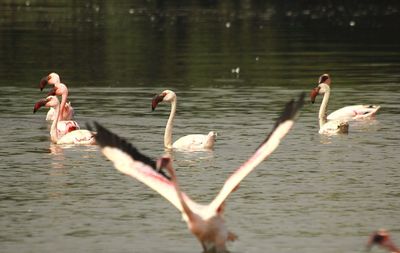Swans swimming in lake