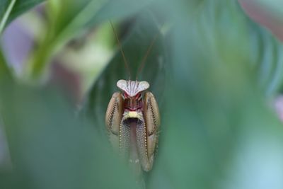 Close-up of butterfly pollinating on flower