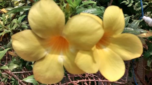 Close-up of yellow flowers blooming outdoors