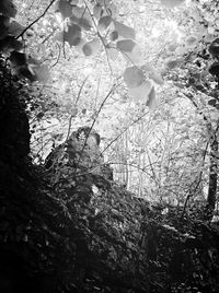 Low angle view of trees