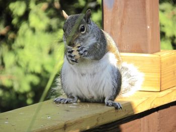 Closeup of a squirrel eating a peanut