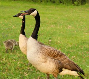 Close-up of canada geese on grassy field