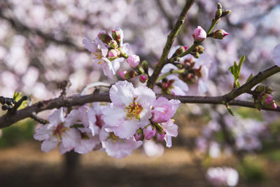 Close-up of pink cherry blossoms in spring