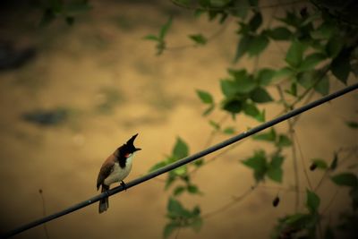 Bird perching on a branch