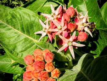 Close-up of pink flowers