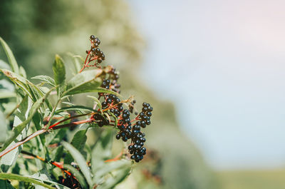 Black elderberry, medicinal plant, lung diseases, coronavirus treatment, natural remedies.