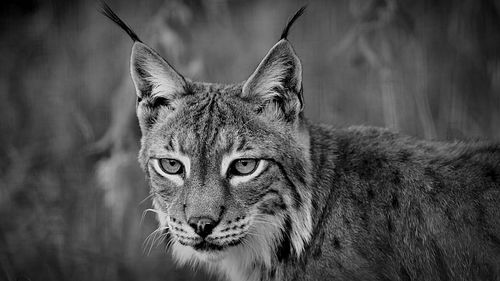 Close-up portrait of a cat