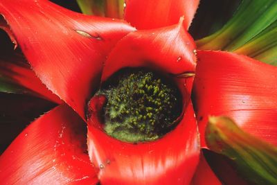 Close-up of red chili peppers on plant