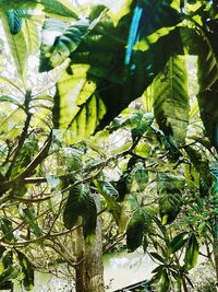 Close-up of fresh green plant