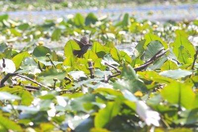 Close-up of plants with water drops
