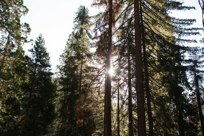 Low angle view of pine trees in forest