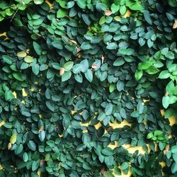 Full frame shot of ivy growing on ground