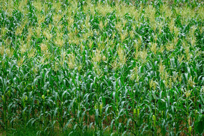 Full frame shot of fresh green field