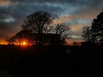 Trees against dramatic sky