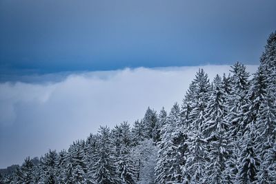 Low angle view of pine trees against sky during winter