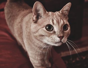 Close-up of cat sitting at home