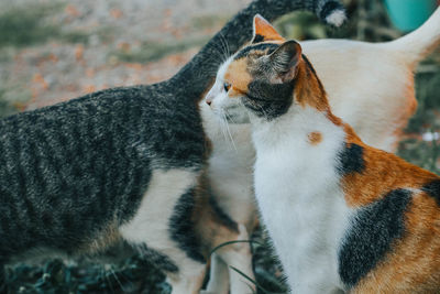 Close-up of a cat