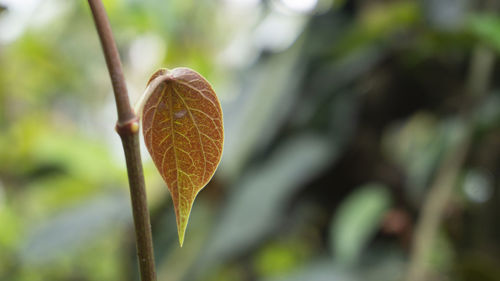 Close-up of flower growing on tree