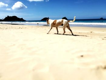 Dog on beach against sky