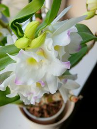 Close-up of flowers