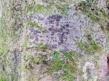 Full frame shot of tree trunk