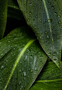 Close-up of wet plant leaves during rainy season