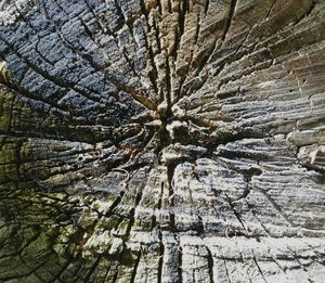 Full frame shot of tree trunk