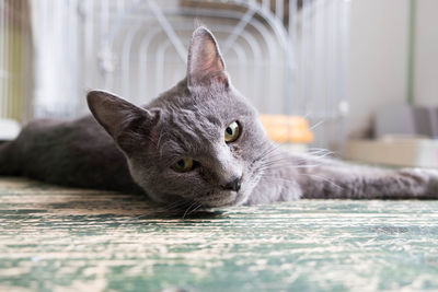 Portrait of cat lying on floor