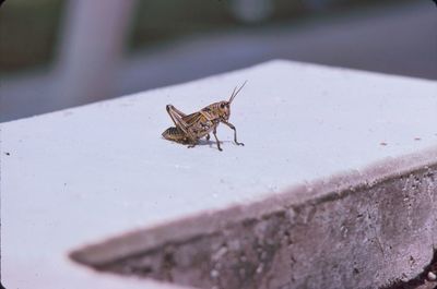 Close-up of insect on wall