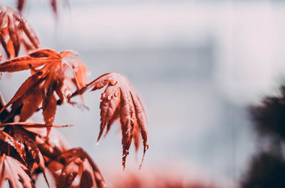 Close-up of autumnal leaves against blurred background