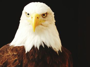 Close-up of eagle against black background