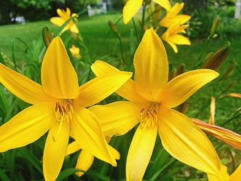 Close-up of yellow flowering plant in park