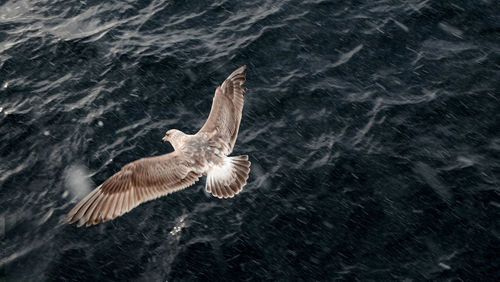 Close-up of bird flying over sea