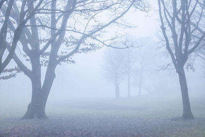 Bare trees in foggy weather