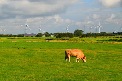 Brown cow in a field