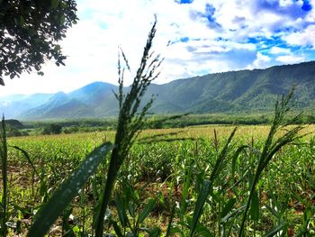 Scenic view of landscape against sky