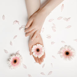 Hands of a woman holding a bud of a white chrysanthemum flower lying on a white background.