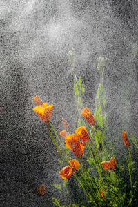 Close-up of orange flowering plant on land