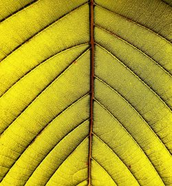 Detail shot of yellow leaf