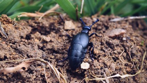 High angle view of insect on plant