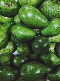 Ripe green avocado fruit